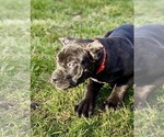 Small Photo #6 Cane Corso Puppy For Sale in ALLENTOWN, PA, USA