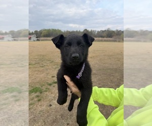 German Shepherd Dog Puppy for sale in GREENVILLE, NC, USA