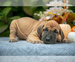 Puppy Reeses Great Dane