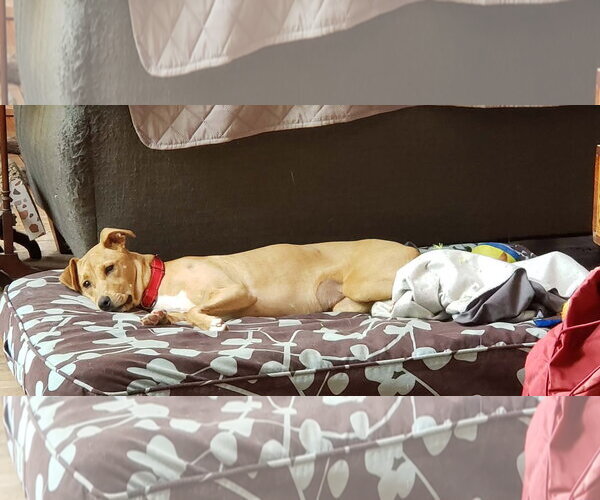 Medium Photo #7 Mutt Puppy For Sale in Raleigh, NC, USA
