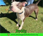 Small #3 American Pit Bull Terrier Mix