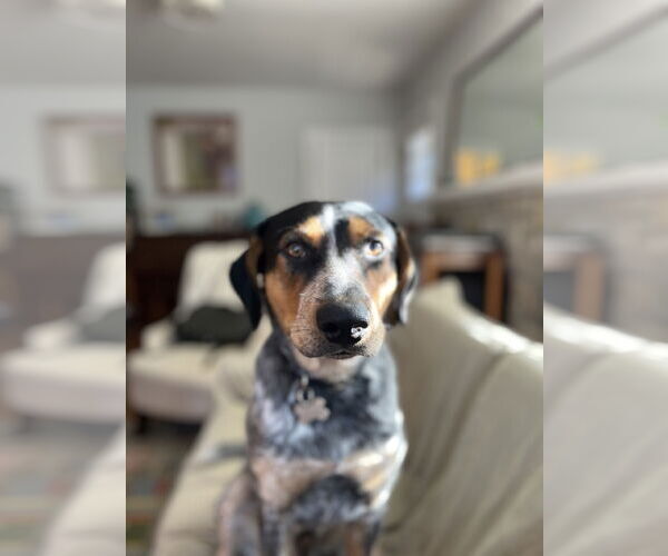 Medium Photo #5 Mutt Puppy For Sale in Forest, VA, USA