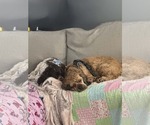Small #2 Cocker Spaniel
