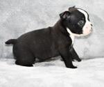 Small #7 Boston Terrier