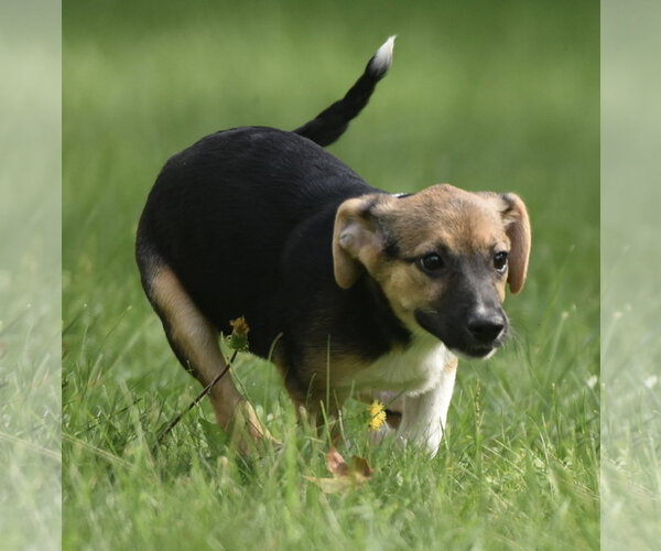 Medium Photo #2 Mutt Puppy For Sale in Mechanicsburg, PA, USA