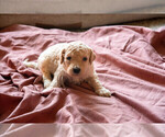 Small Photo #8 Goldendoodle Puppy For Sale in ASHEVILLE, NC, USA