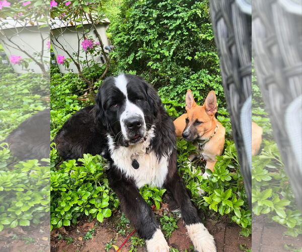 Medium Photo #10 Mutt Puppy For Sale in Rockaway, NJ, USA