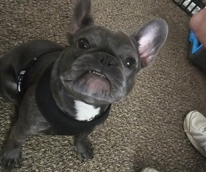 Father of the French Bulldog puppies born on 06/03/2026