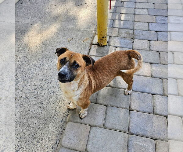 Medium Photo #1 Mutt Puppy For Sale in Chico, CA, USA