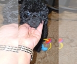 Small #22 Poodle (Toy)