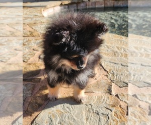 Pomeranian Puppy for Sale in HARKER HEIGHTS, Texas USA