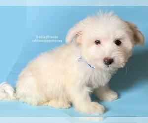 Maltipoo Dog for Adoption in BREA, California USA