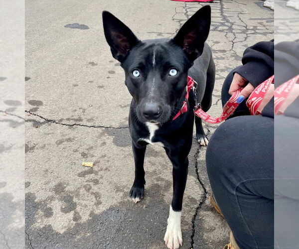 Medium Photo #10 Australian Kelpie-Unknown Mix Puppy For Sale in Canton, CT, USA