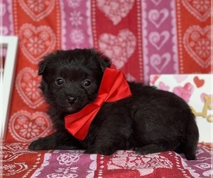 Cocker Spaniel-Schipperke Mix Puppy for sale in LANCASTER, PA, USA