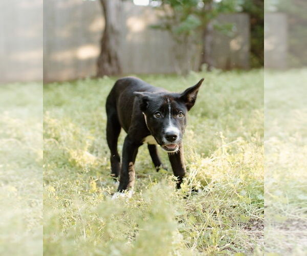 Medium Photo #20 Labrador Retriever-Unknown Mix Puppy For Sale in OKLAHOMA CITY, OK, USA