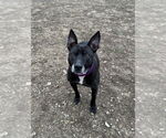 Small #10 Mutt