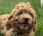 Puppy Puppy 6 Goldendoodle (Miniature)