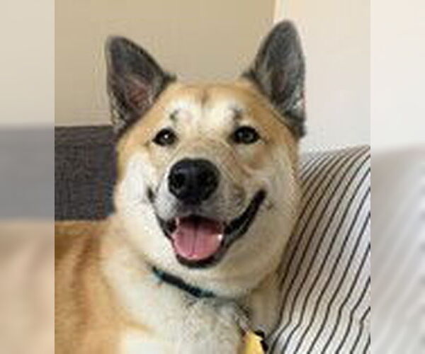 Medium Photo #2 Siberian Husky-Unknown Mix Puppy For Sale in Fremont, CA, USA