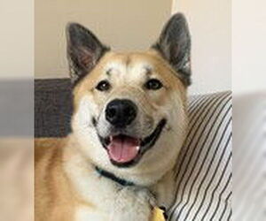 Romeo D4462 (now Koji) - Male Siberian Husky-Unknown Mix Dog for Adoption - Photo #2