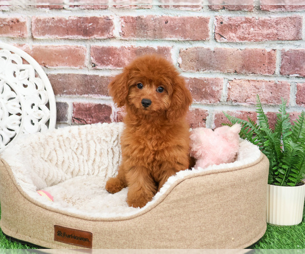 Medium Photo #1 Cavapoo Puppy For Sale in SYRACUSE, IN, USA