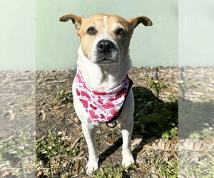 Beagle-Unknown Mix Dogs for adoption in Tampa, FL, USA