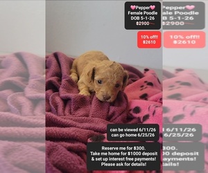 Poodle (Toy) Puppy for sale in TUCSON, AZ, USA