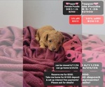 Image preview for Ad Listing. Nickname: Pepper