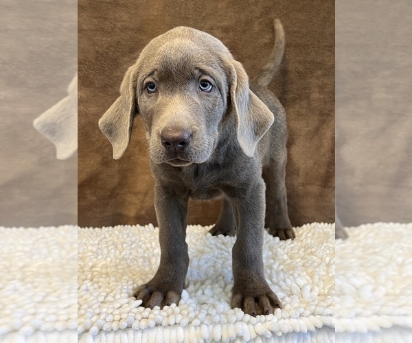 Medium Photo #4 Labrador Retriever Puppy For Sale in MARTINSVILLE, IN, USA
