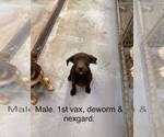 Small Labrador Retriever Mix