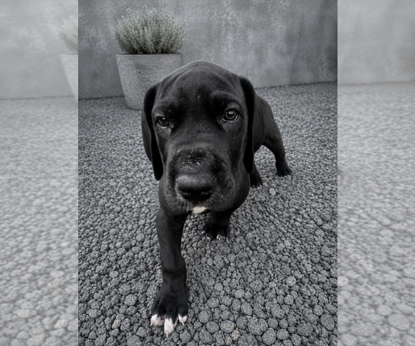 Medium Photo #21 Great Dane Puppy For Sale in TEMECULA, CA, USA