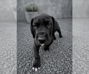 Medium Great Dane