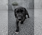 Puppy 6 Great Dane