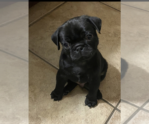 Pug Puppy for sale in MANOR, GA, USA