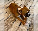 Small #2 Boxer
