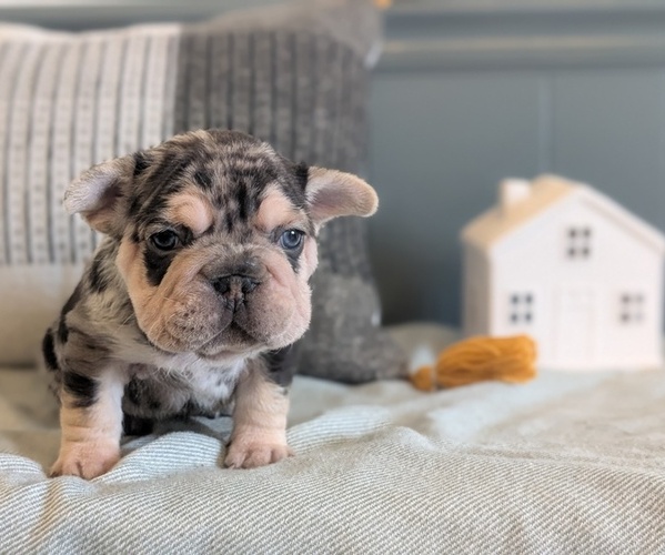 Medium Photo #31 French Bulldog Puppy For Sale in GOSHEN, IN, USA