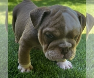 Medium Bulldog