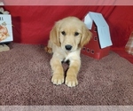Small #4 Golden Retriever