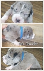 Saint Dane Puppy for sale in ORBISONIA, PA, USA