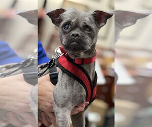 Shih Tzu-Unknown Mix Dogs for adoption in Mundelein, IL, USA