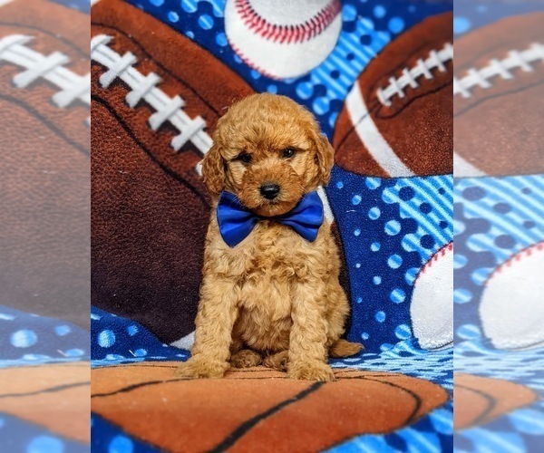 Medium Photo #3 Goldendoodle Puppy For Sale in COCHRANVILLE, PA, USA