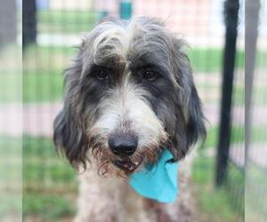 Mutt Dogs for adoption in San Antonio, TX, USA