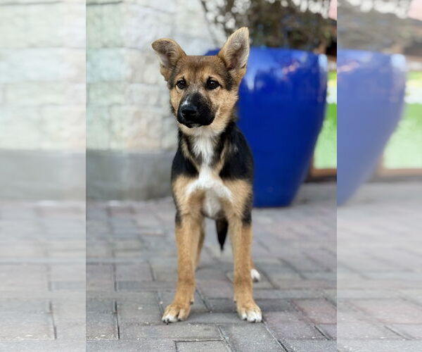 Medium Photo #9 Australian Shepherd-German Shepherd Dog Mix Puppy For Sale in PIPE CREEK, TX, USA