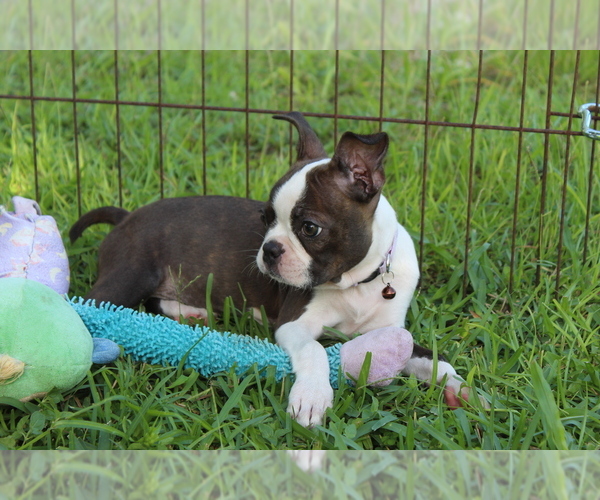 Medium Photo #6 Boston Terrier Puppy For Sale in BROOKSVILLE, FL, USA
