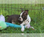 Small #5 Boston Terrier