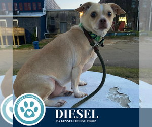 Chihuahua-Unknown Mix Dogs for adoption in Kimberton, PA, USA