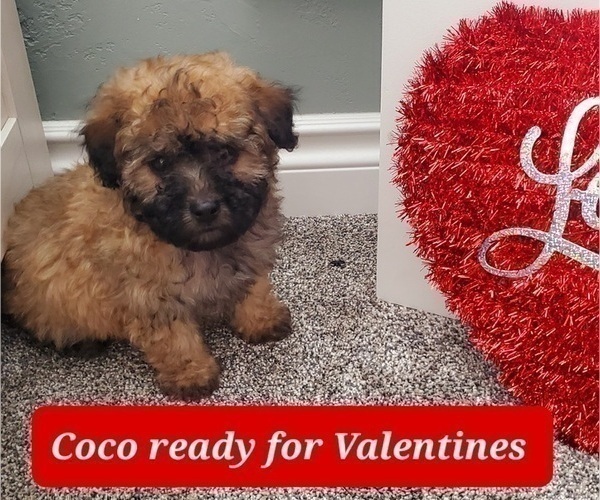 Medium Photo #8 ShihPoo Puppy For Sale in ZILLAH, WA, USA