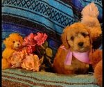 Puppy Maizie Cavachon-Cavapoo Mix