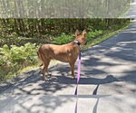 Small #21 German Shepherd Dog-Saluki Mix