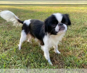 Bitsy in LA - Female Japanese Chin-Unknown Mix Dog for Adoption - Photo #2