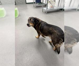 Basset Hound-Unknown Mix Dogs for adoption in Corpus Christi, TX, USA